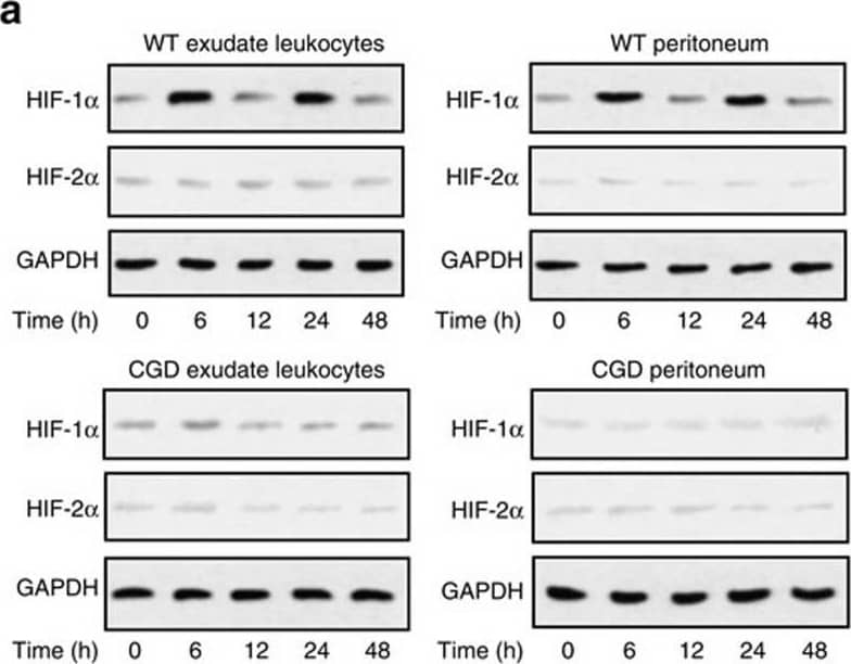 HIF-1 alpha Antibody - BSA Free