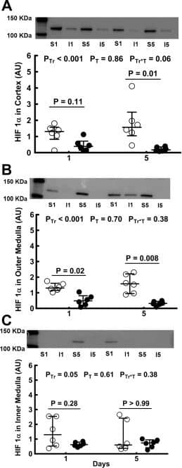 HIF-1 alpha Antibody - BSA Free