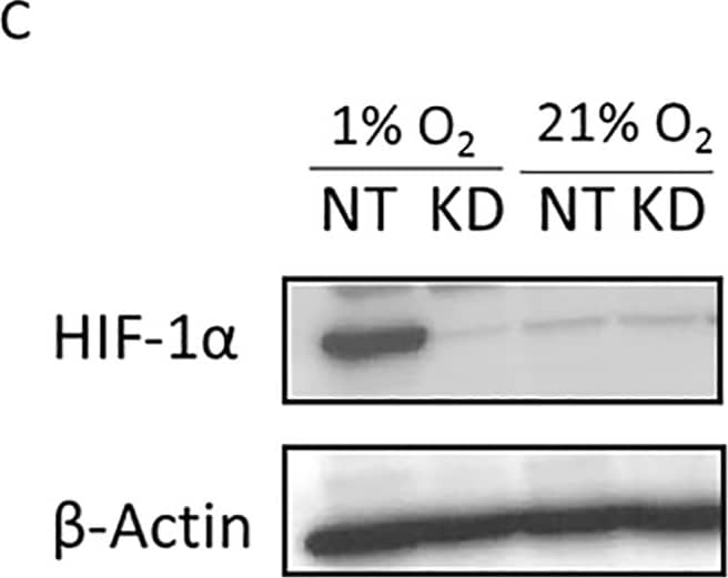 HIF-1 alpha Antibody - BSA Free