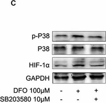 HIF-1 alpha Antibody - BSA Free