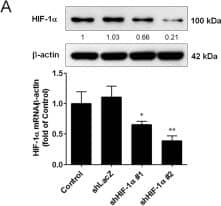 HIF-1 alpha Antibody - BSA Free