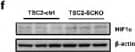 HIF-1 alpha Antibody - BSA Free