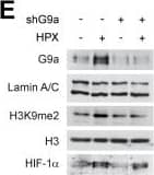HIF-1 alpha Antibody - BSA Free