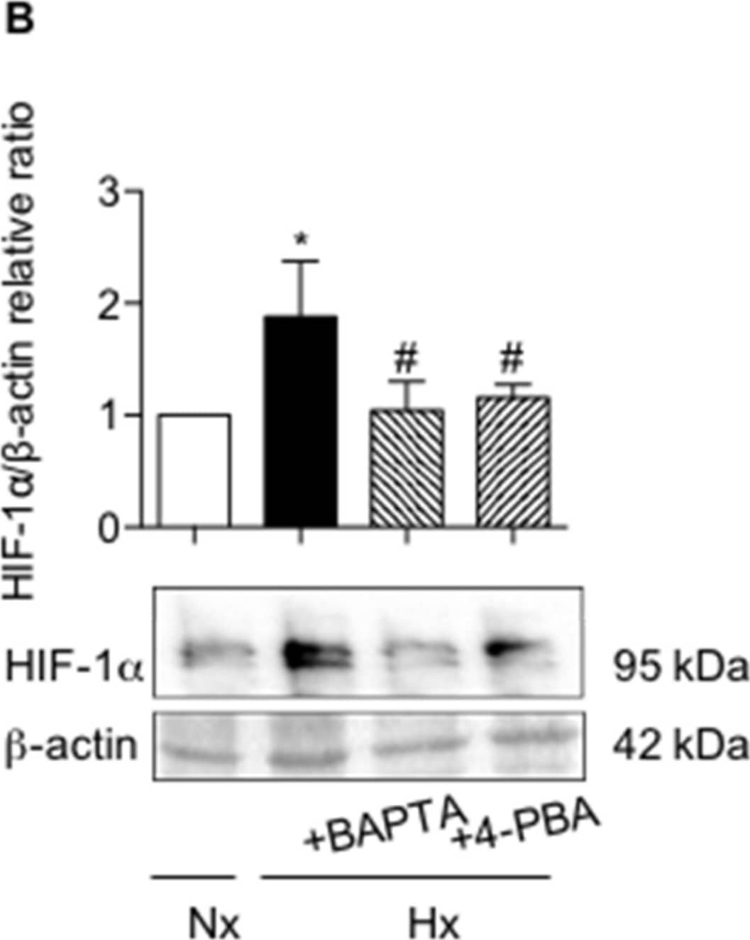 HIF-1 alpha Antibody - BSA Free