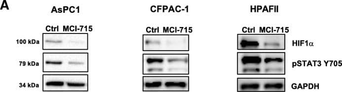 HIF-1 alpha Antibody - BSA Free
