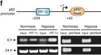 HIF-1 alpha Antibody - BSA Free