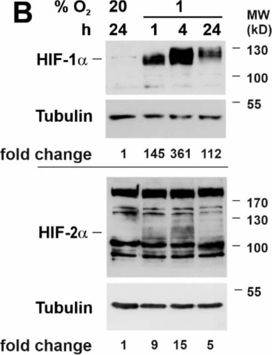 HIF-1 alpha Antibody - BSA Free