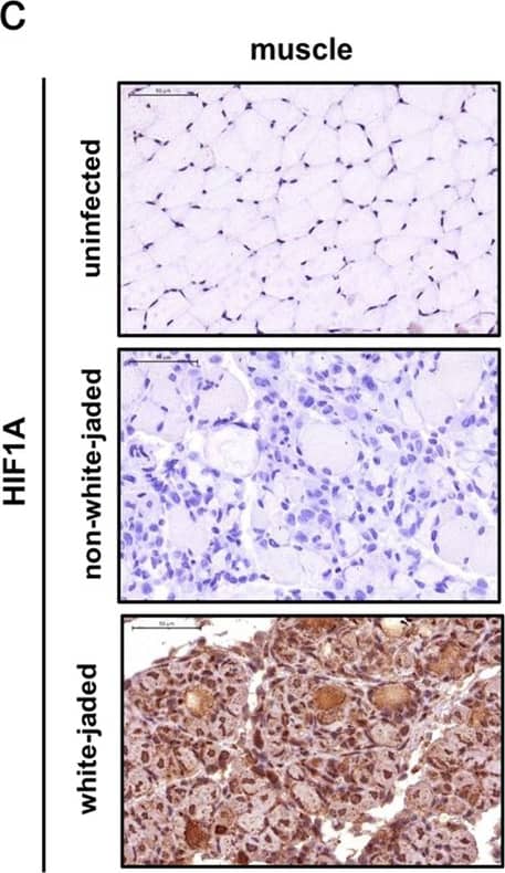 HIF-1 alpha Antibody - BSA Free