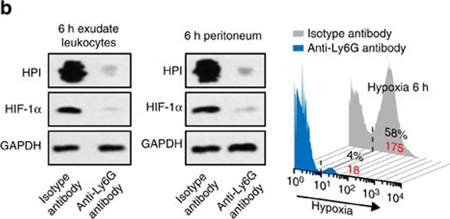 HIF-1 alpha Antibody - BSA Free