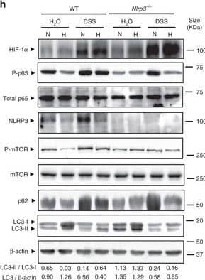 HIF-1 alpha Antibody - BSA Free