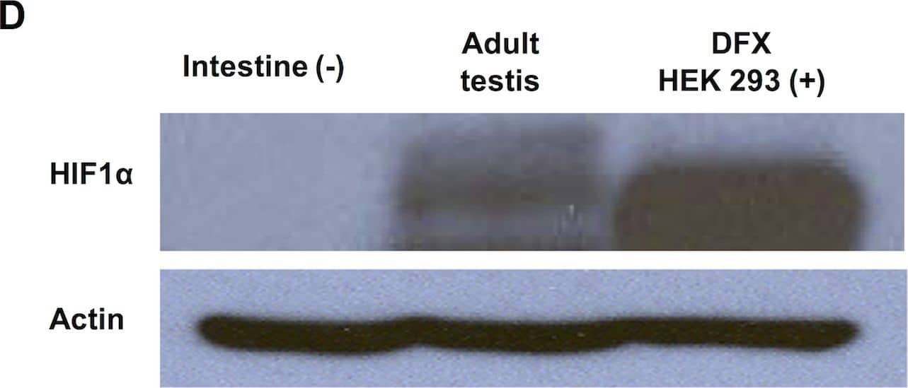 HIF-1 alpha Antibody - BSA Free