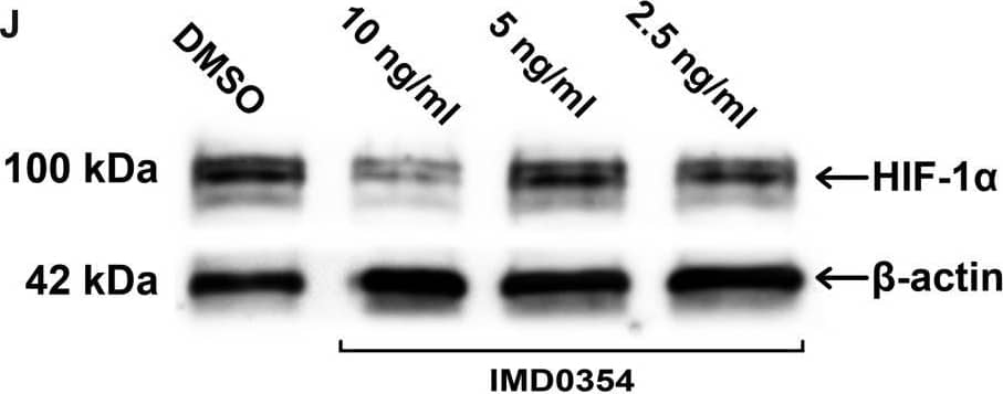 HIF-1 alpha Antibody - BSA Free