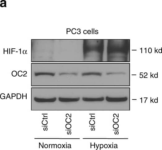 HIF-1 alpha Antibody - BSA Free