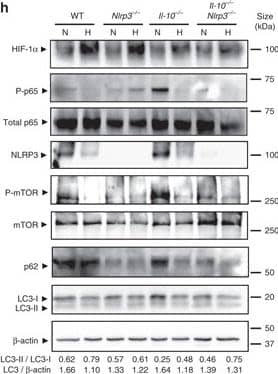 HIF-1 alpha Antibody - BSA Free