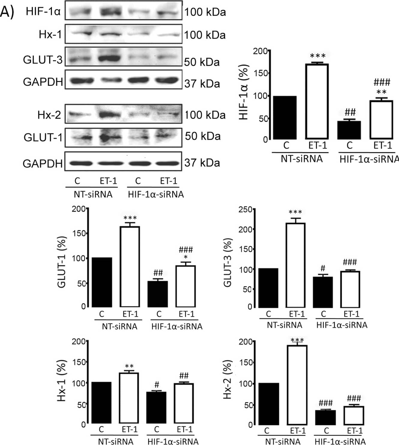 HIF-1 alpha Antibody - BSA Free