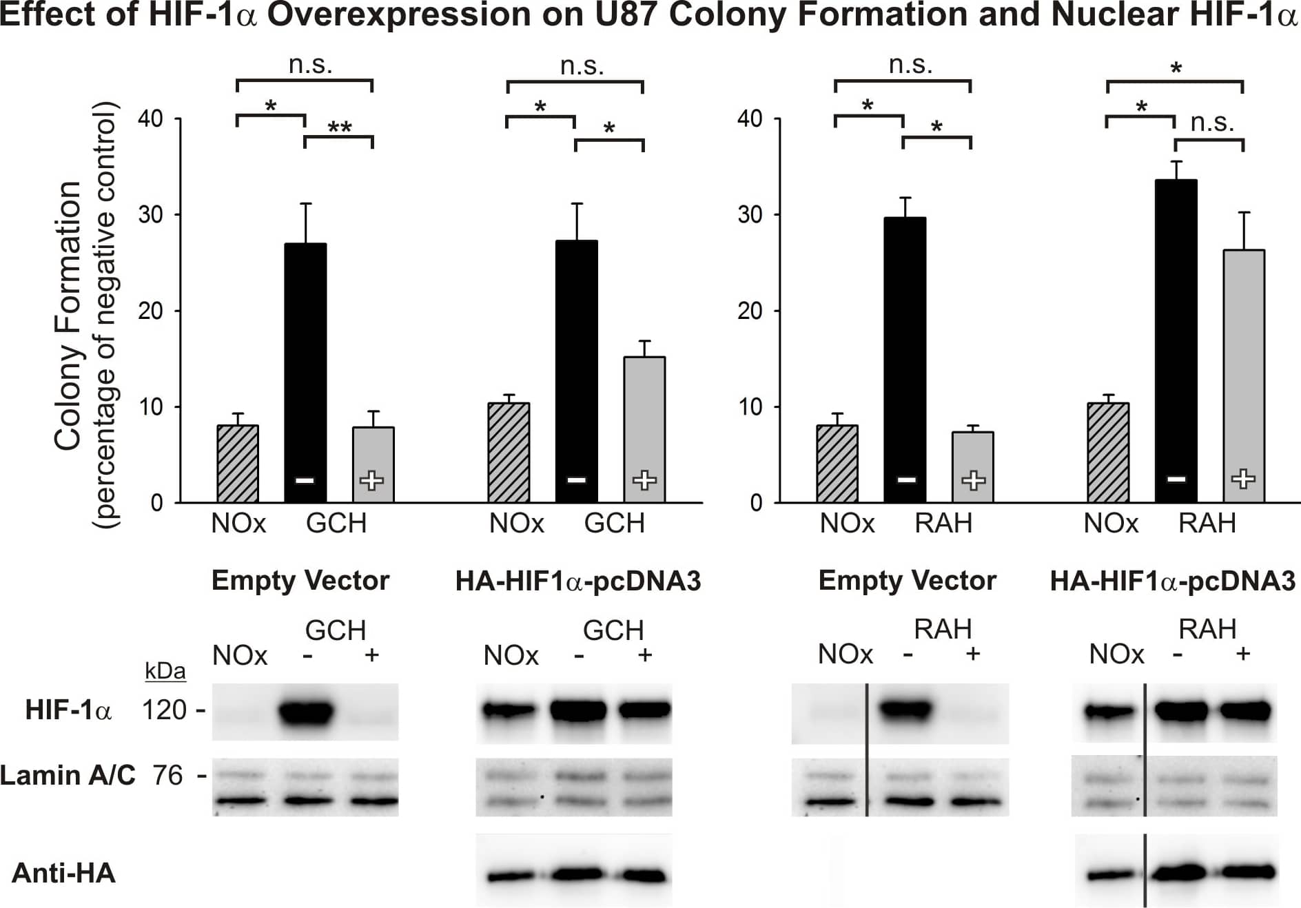 HIF-1 alpha Antibody - BSA Free