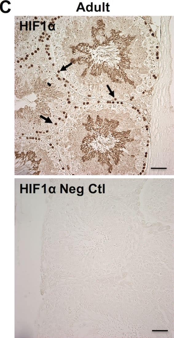 HIF-1 alpha Antibody - BSA Free