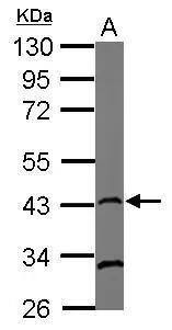 Rad51 Antibody (13E4) - Azide and BSA Free