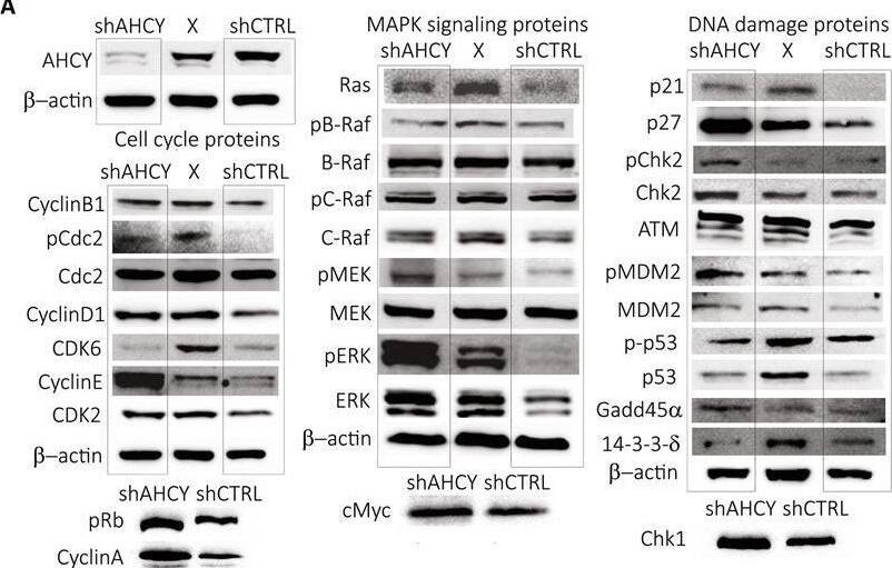 Chk2 Antibody (8F12) - Azide and BSA Free
