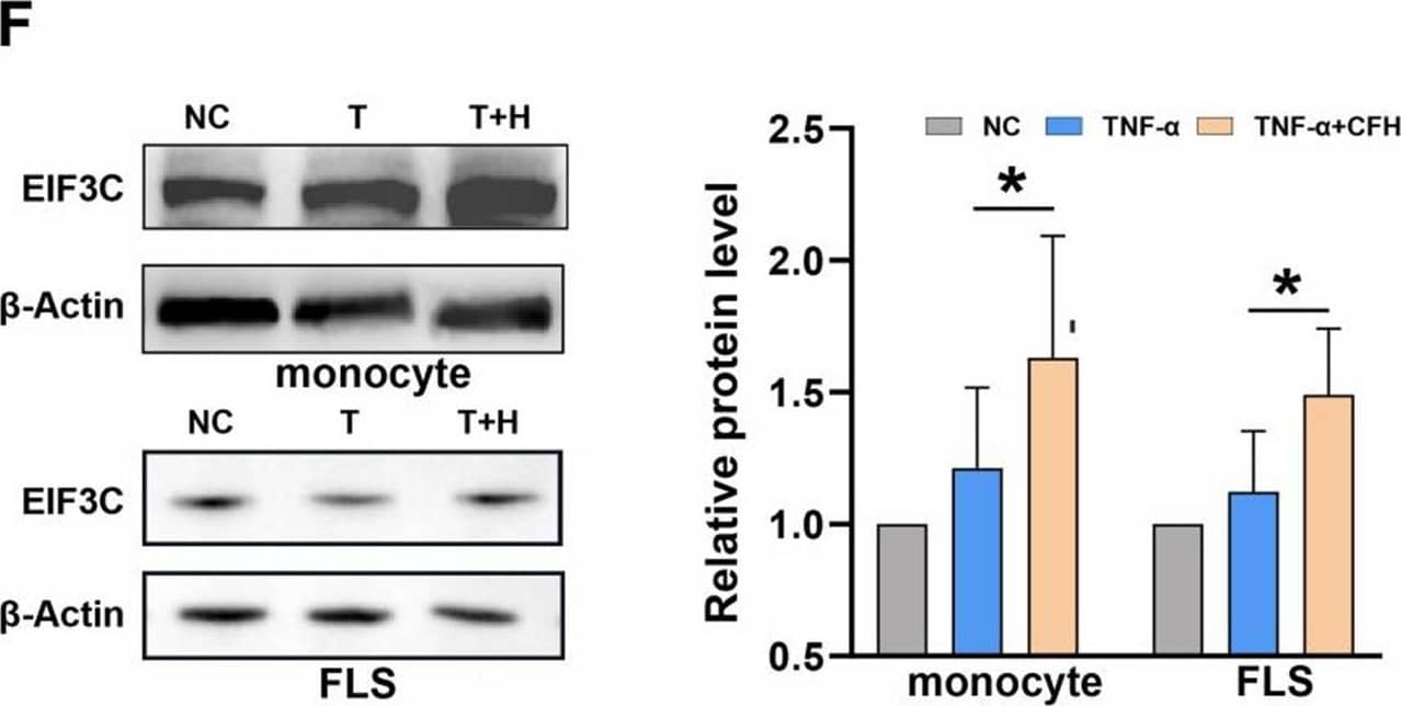 EIF3C Antibody - BSA Free