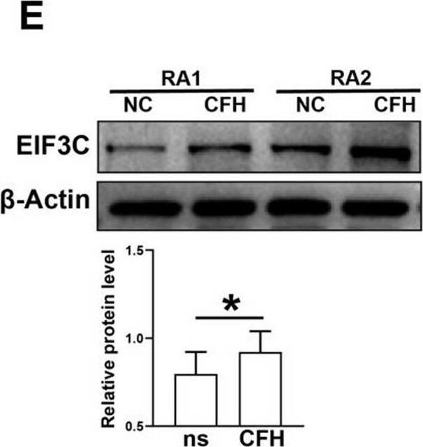 EIF3C Antibody - BSA Free