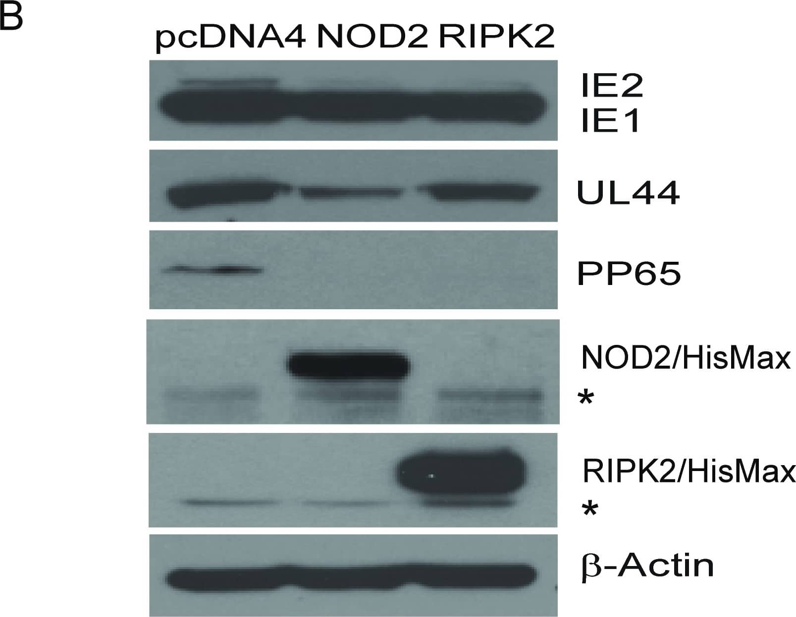 NOD2 Antibody (2D9) - BSA Free