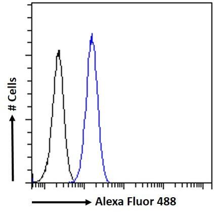 CCM2 Antibody