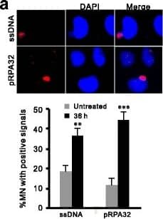 RPA2 [p Ser33] Antibody - BSA Free