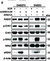 RPA2 [p Ser33] Antibody - BSA Free