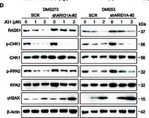 RPA2 [p Ser33] Antibody - BSA Free