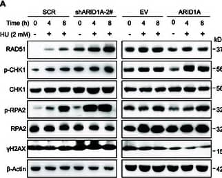 RPA2 [p Ser33] Antibody - BSA Free