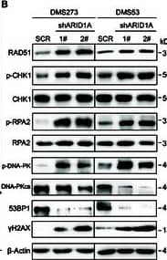 RPA2 [p Ser33] Antibody - BSA Free