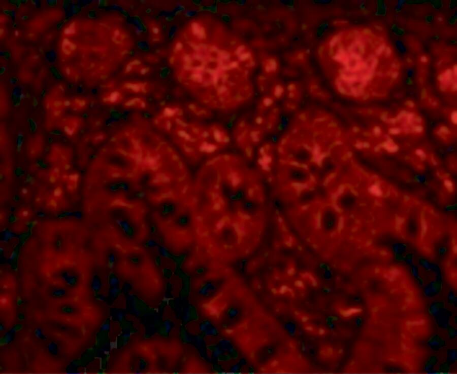 PTRH2 Antibody - BSA Free