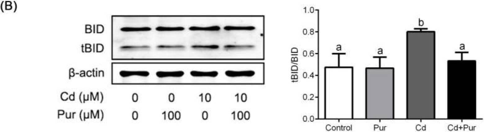BID Antibody - BSA Free