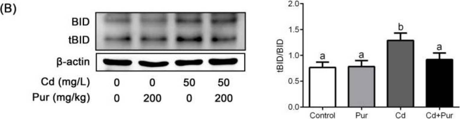 BID Antibody - BSA Free