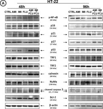 Caspase-3 Antibody - (active/cleaved)