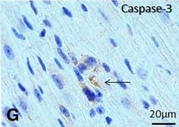 Caspase-3 Antibody - (active/cleaved)