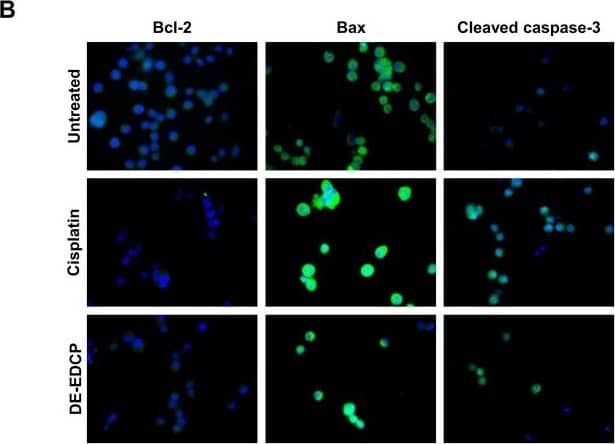 Caspase-3 Antibody - (active/cleaved)