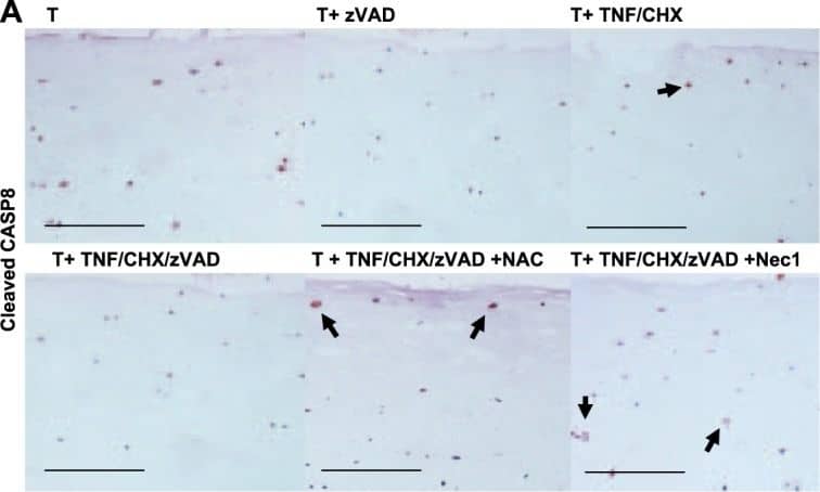 Caspase-8 Antibody