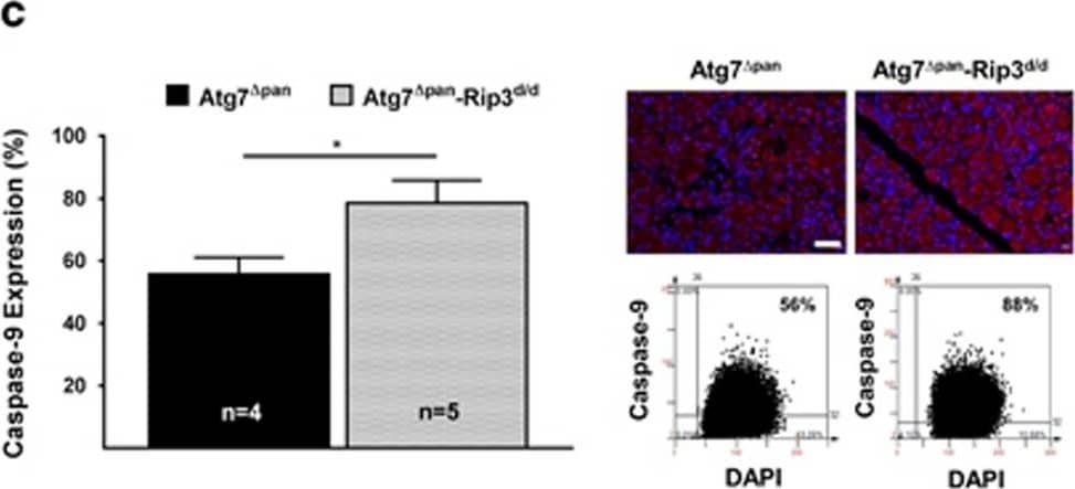 Caspase-9 Antibody