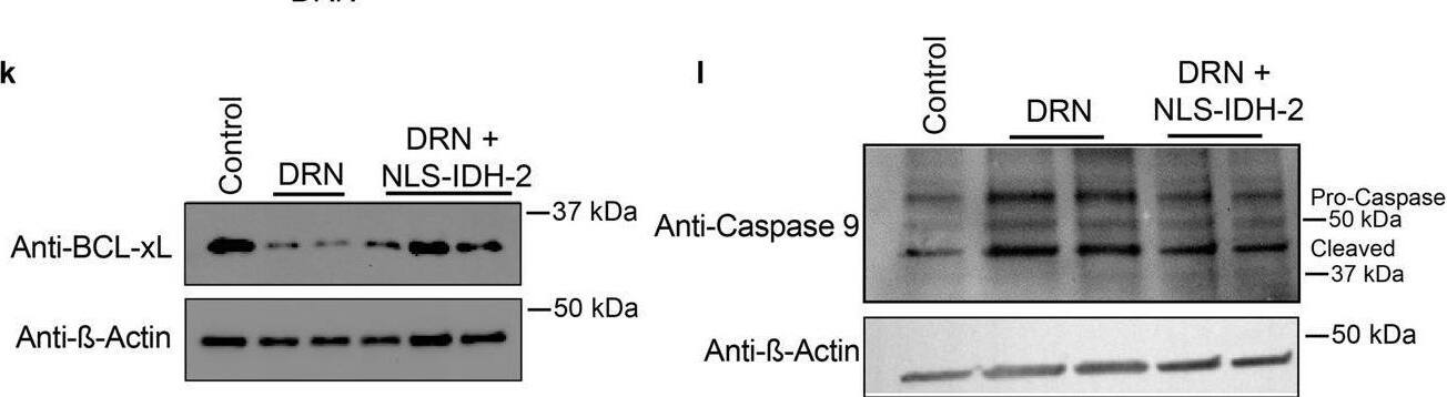 Caspase-9 Antibody - BSA Free