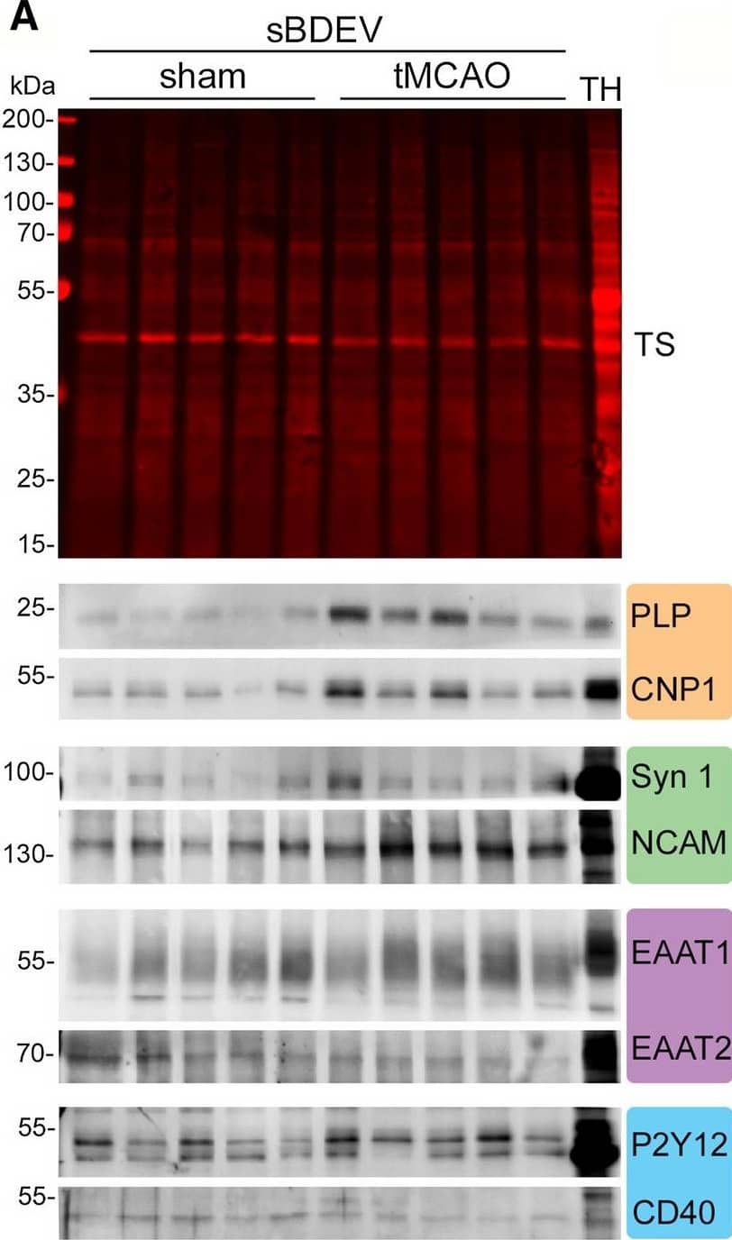CD40/TNFRSF5 Antibody - BSA Free