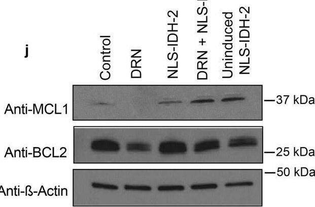 Mcl-1 Antibody - BSA Free
