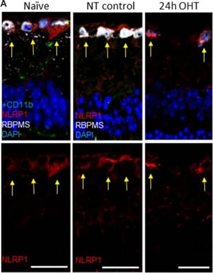 NLRP1/NALP1 Antibody