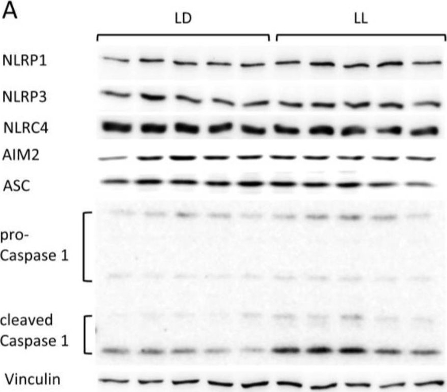 NLRP1/NALP1 Antibody - BSA Free