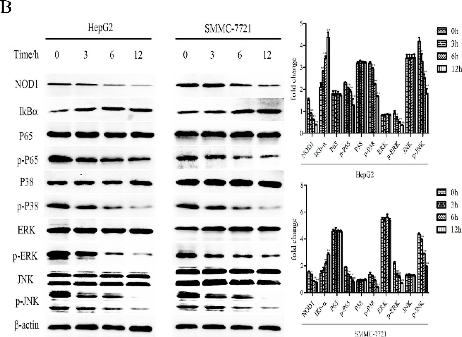 NOD1 Antibody