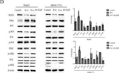 NOD1 Antibody