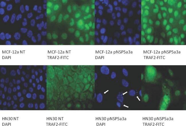 TRAF-2 Antibody - BSA Free