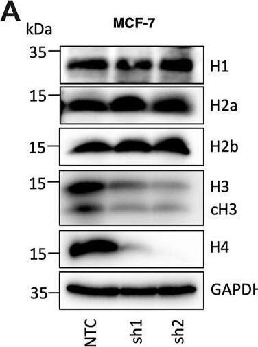 Histone H2a Antibody - BSA Free
