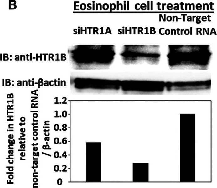 5-HT1B Antibody - BSA Free